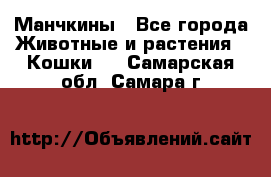 Манчкины - Все города Животные и растения » Кошки   . Самарская обл.,Самара г.
